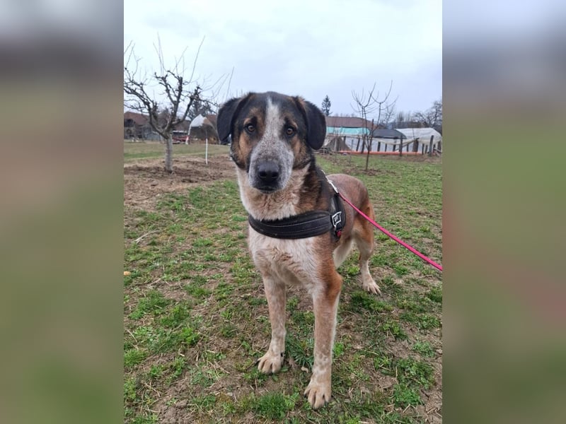 Anton - verspielter, freundlicher, katzenverträglicher junger Mischlingsrüde