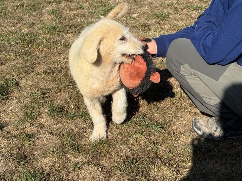 Marte - süßer Teddybär sucht sein großes Glück