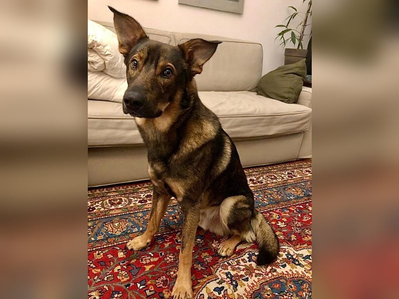 Teddy - aktiver, freundlicher Junghund sucht neues Zuhause