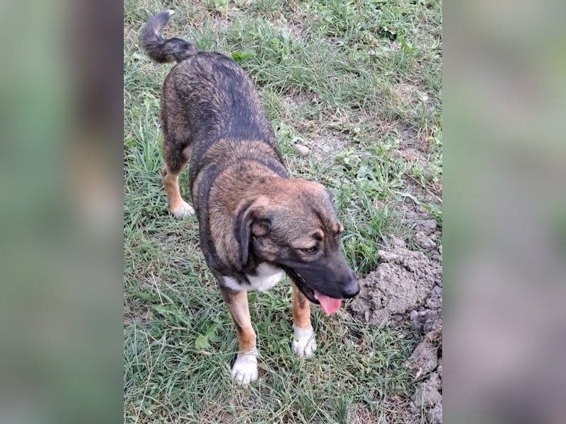 Magda - freundliche, liebe Hündin sucht Zuhause mit Garten