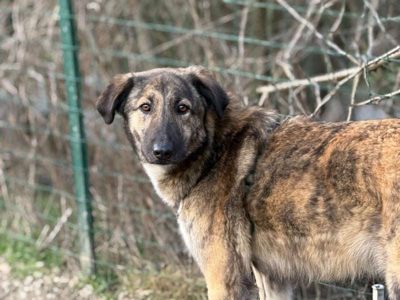 Vincent - aktiver, menschenbezogener Rüde sucht ein Zuhause