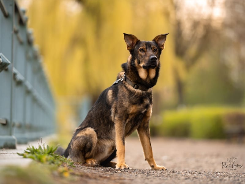 Teddy - aktiver, freundlicher Junghund sucht neues Zuhause