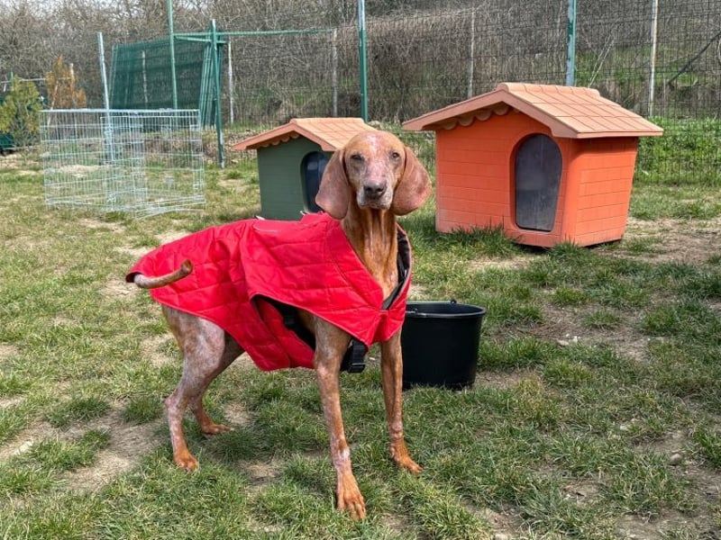 Bob - freundlicher, lieber Rüde sucht sein Happy End
