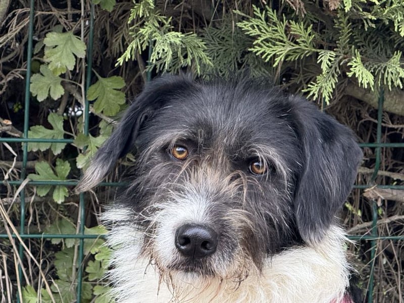 Buddy - freundlicher, zurückhaltender Rüde sucht ein Zuhause