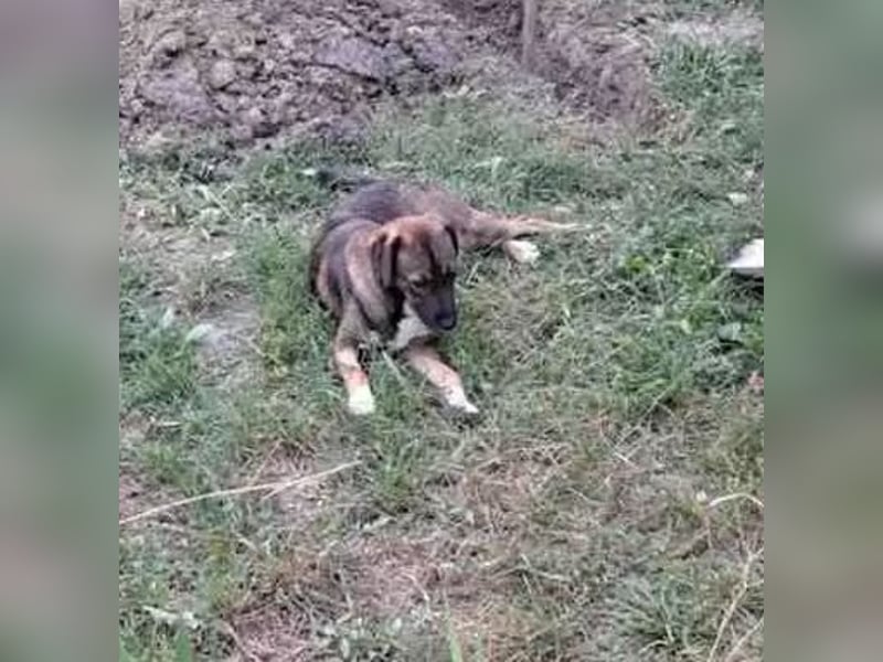 Magda - freundliche, liebe Schäferhund Mix Hündin / z.Zt. noch in Rumänien