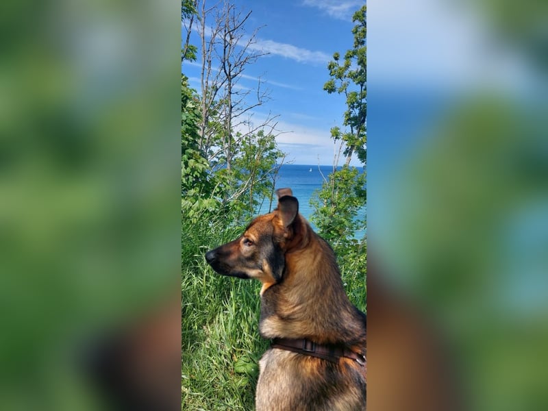 Teddy - aktiver, freundlicher Junghund sucht neues Zuhause