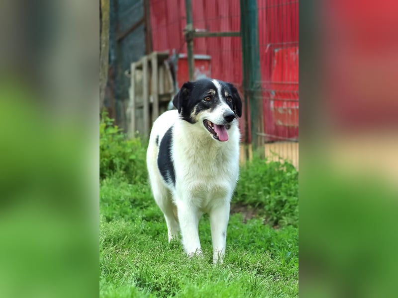 Juna - zurückhaltende,unsichere Herdenschutzhund-Mix Junghündin / z.Zt. noch in Rumänien