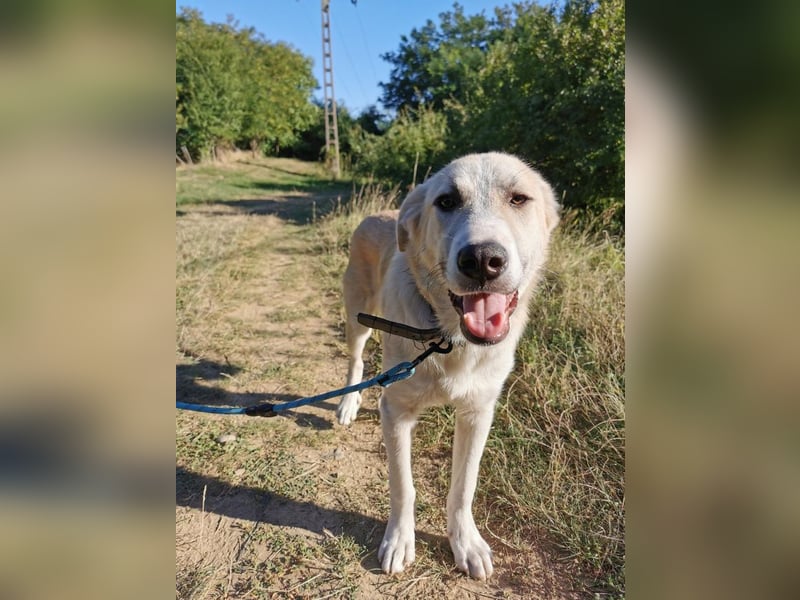 Shrek - aktiver, freundlicher HSH-Mix Rüde sucht Zuhause mit Garten
