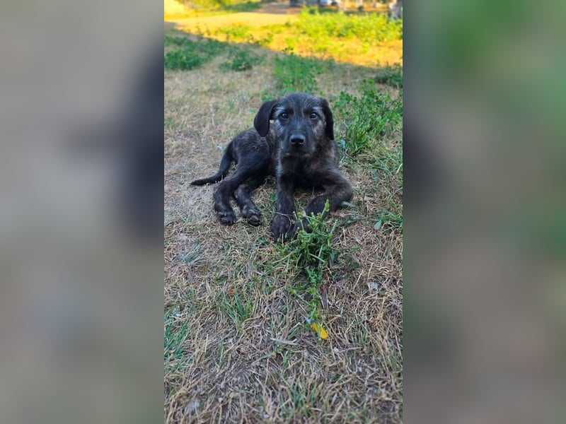 Monty - freundlicher, verspielter Welpe möchte endlich ankommen
