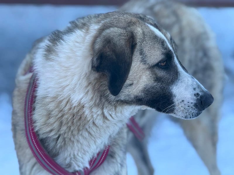 Pepe - sensibler, freundlicher, aktiver Rüde sucht Zuhause mit Garten