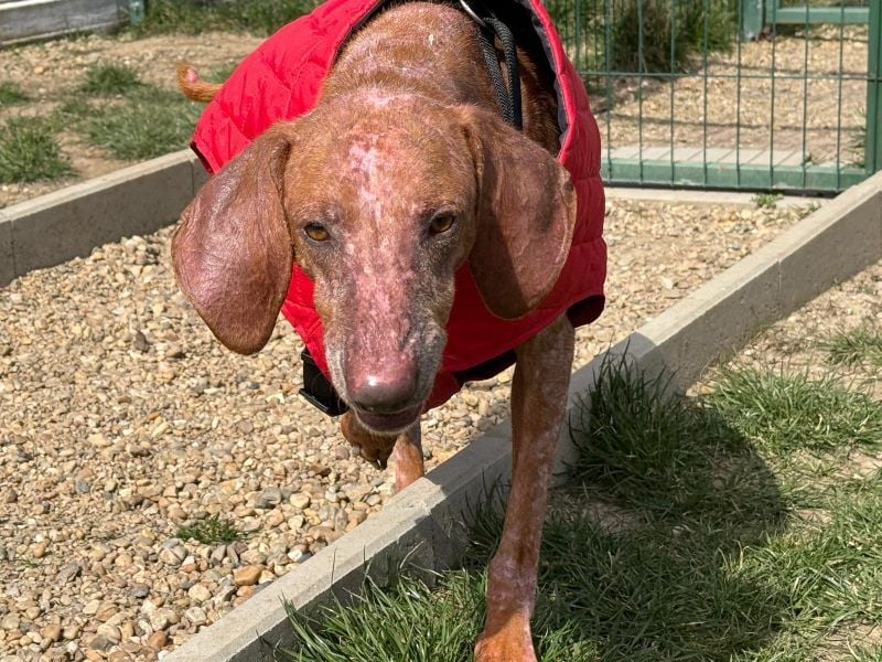 Bob - freundlicher, lieber Rüde sucht sein Happy End