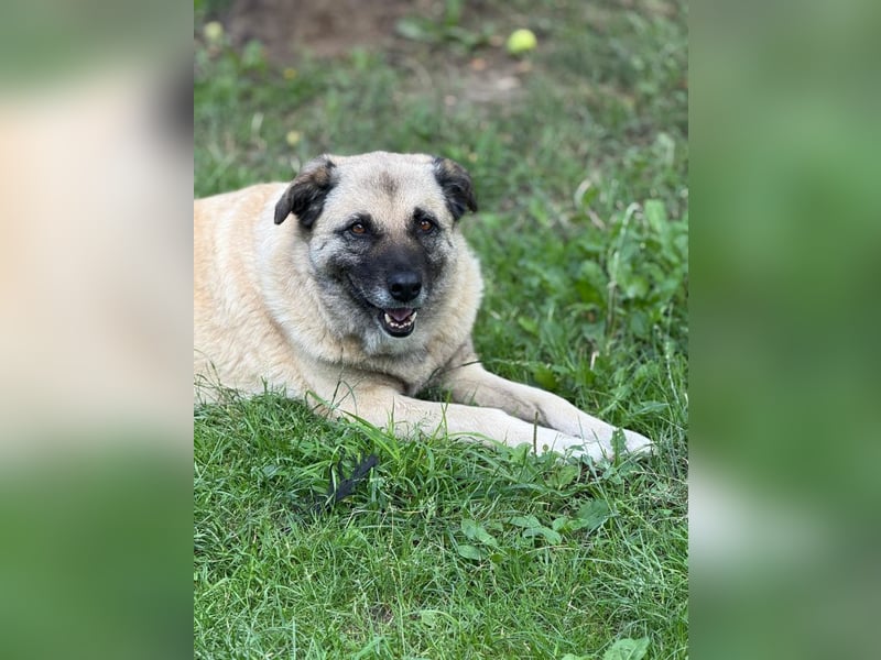 Jessica - freundliche Hündin sucht liebevolles Zuhause mit Garten