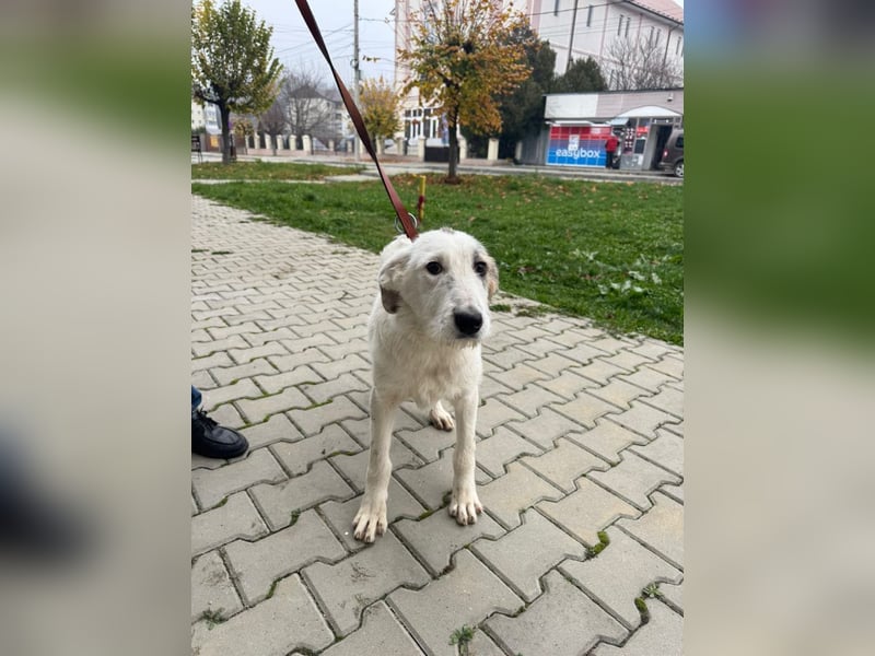 Anabell- freundliches, liebes Hunde-Mädchen