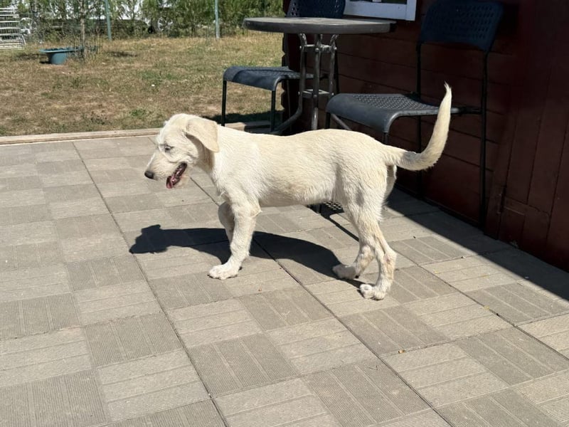 Giove - kleiner Eisbär sucht sein Zuhause