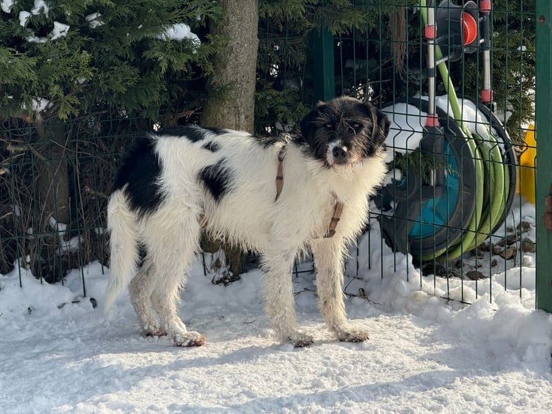 Buddy - freundlicher, zurückhaltender Rüde sucht ein Zuhause