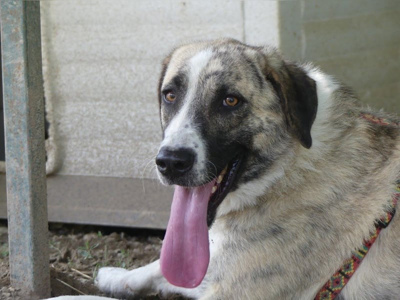 Pepe - sensibler, freundlicher, aktiver Rüde sucht Zuhause mit Garten