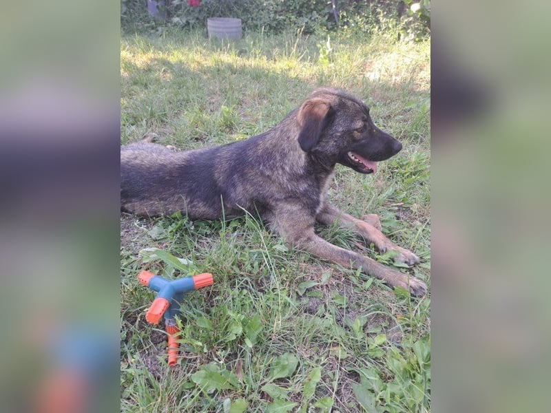 Mara - freundliche, liebe Hündin sucht ein Zuhause mit Garten