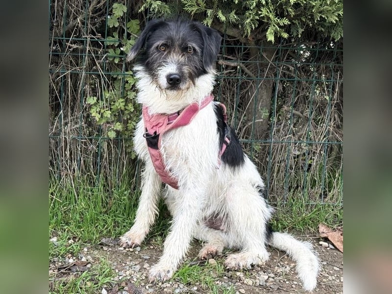 Buddy - freundlicher, zurückhaltender Rüde sucht ein Zuhause