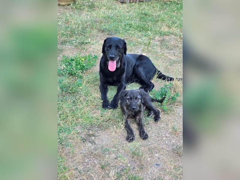 Monty - freundlicher, verspielter Welpe möchte endlich ankommen