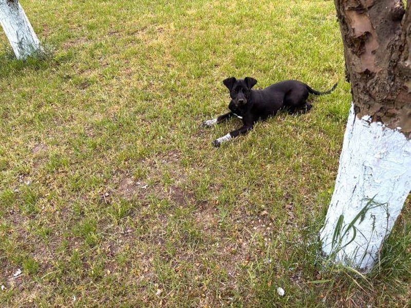 Rita - verspieltes, fröhliches Hundemädchen sucht ein Zuhause