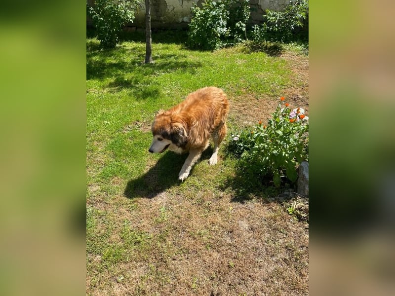 Nero - Bezaubernder Hunde-Opa sucht liebevolles Zuhause