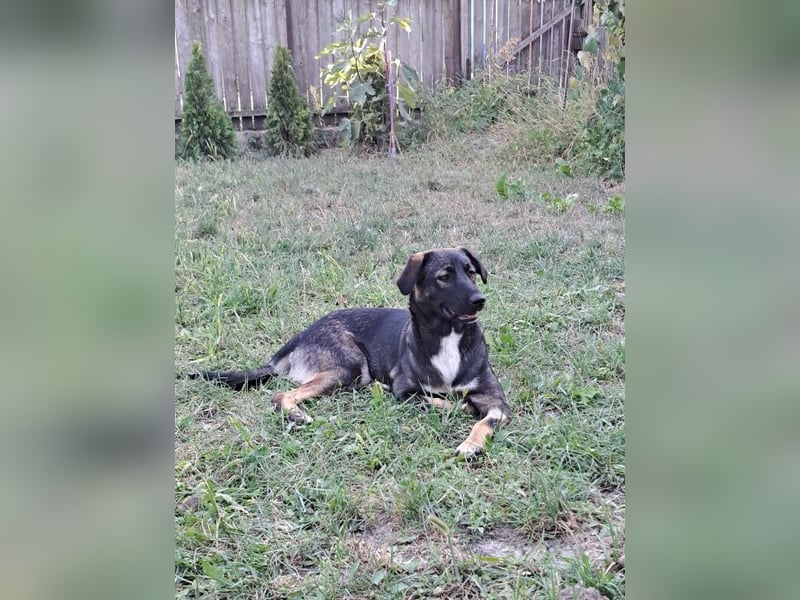 Mara - freundliche, liebe Hündin sucht ein Zuhause mit Garten