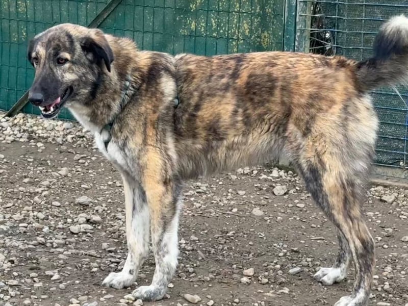 Vincent - aktiver, menschenbezogener Rüde sucht ein Zuhause