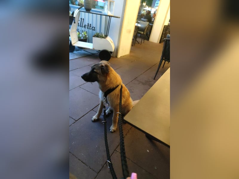 Oskar - aktiver, verspielter junger Rüde - in 21xxx Hamburg
