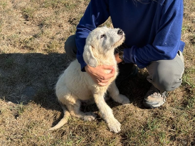Marte - süßer Teddybär sucht sein großes Glück