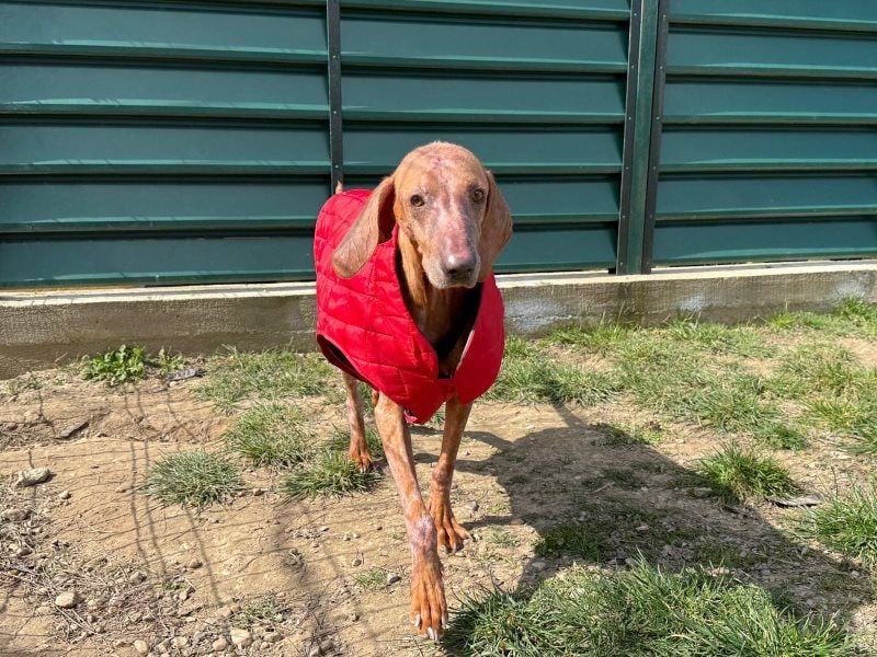 Bob - freundlicher, lieber Rüde sucht sein Happy End