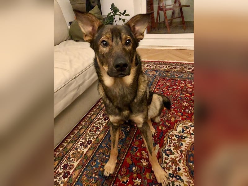 Teddy - aktiver, freundlicher Junghund sucht neues Zuhause