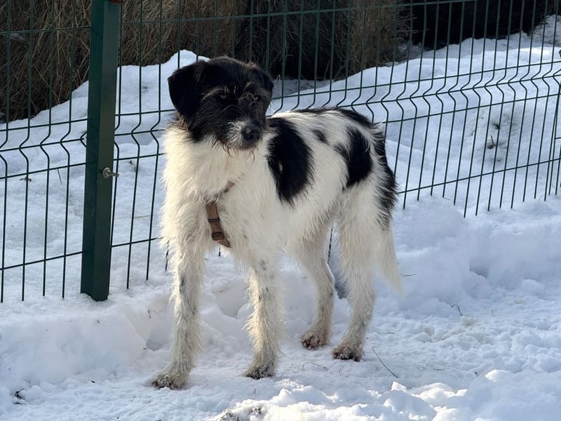 Buddy - freundlicher, zurückhaltender Rüde sucht ein Zuhause