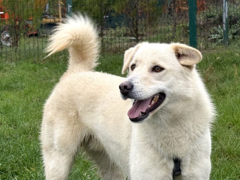 Rodolfo - lebhafter, freundlicher, sehr aktiver Rüde / z.Zt. noch in Rumänien