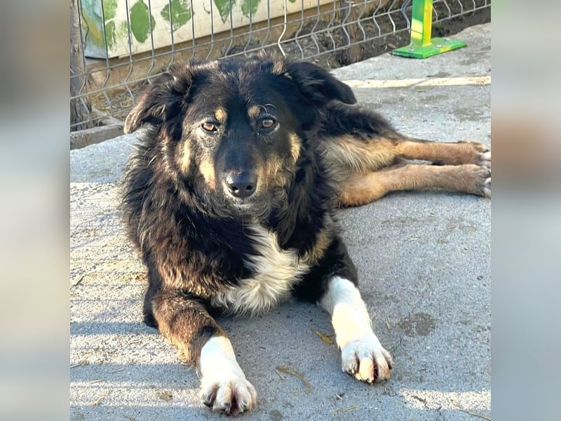 Nala - aufgeschlossene, freundliche junge Hündin aus Rumänien