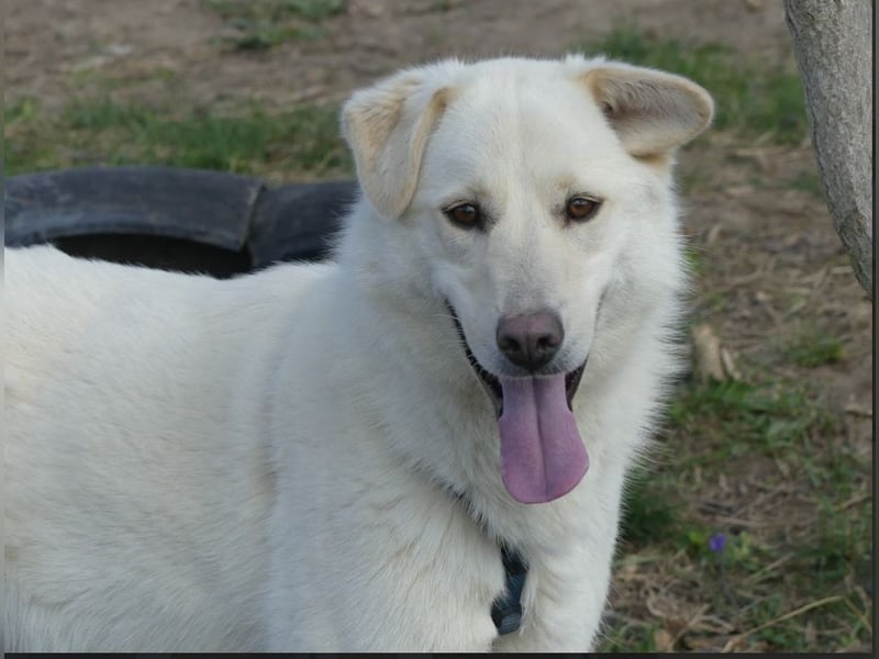 Rodolfo - lebhafter, freundlicher, sehr aktiver Rüde / z.Zt. noch in Rumänien