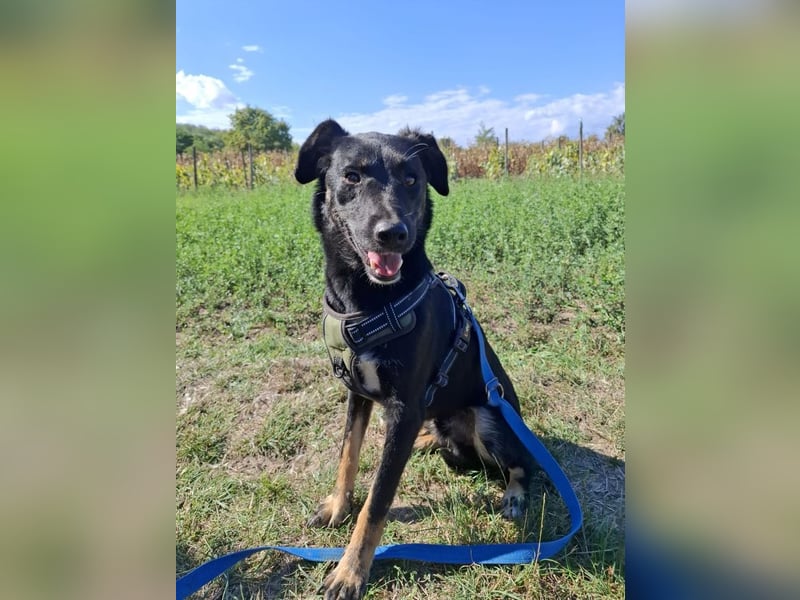 Cody – junger hübscher Teenie sucht seine Menschen