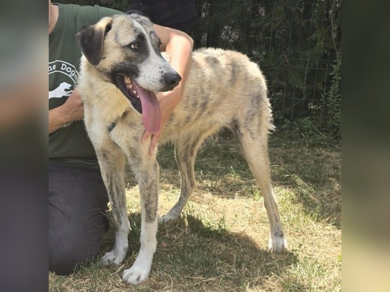 Pepe - sensibler, freundlicher, aktiver Rüde sucht Zuhause mit Garten