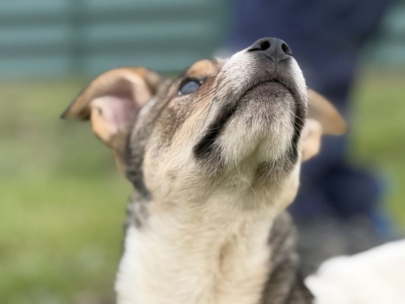 Shaggy - lieber, anhänglicher 4 Monate alter Rüde sucht ein Zuhause