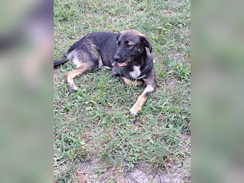 Mara - freundliche, liebe Hündin sucht ein Zuhause mit Garten