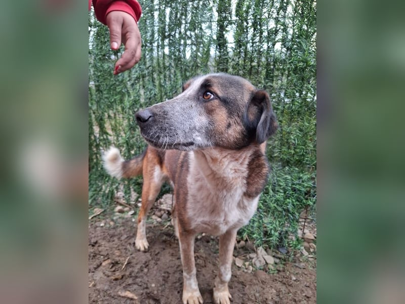 Anton - verspielter, freundlicher, katzenverträglicher junger Mischlingsrüde