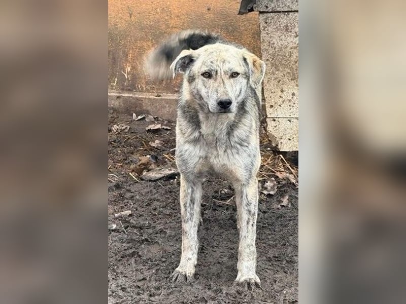 Molly - anfangs schüchterne, liebe und verschmuste Hündin/ zur Zeit noch in Rumänien