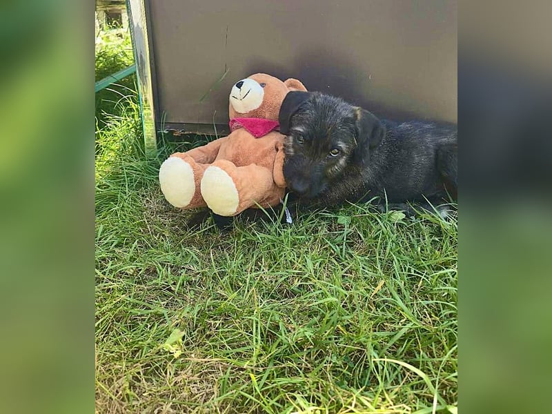 Monty - freundlicher, verspielter Welpe möchte endlich ankommen