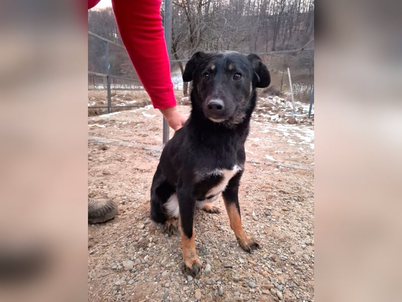 Cody – junger hübscher Teenie sucht seine Menschen