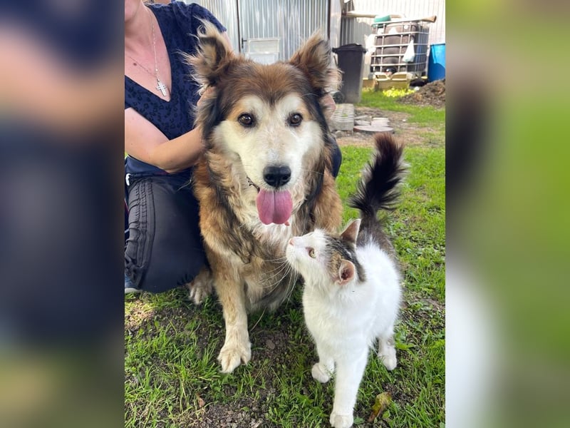 Nero - Bezaubernder Hunde-Opa sucht liebevolles Zuhause