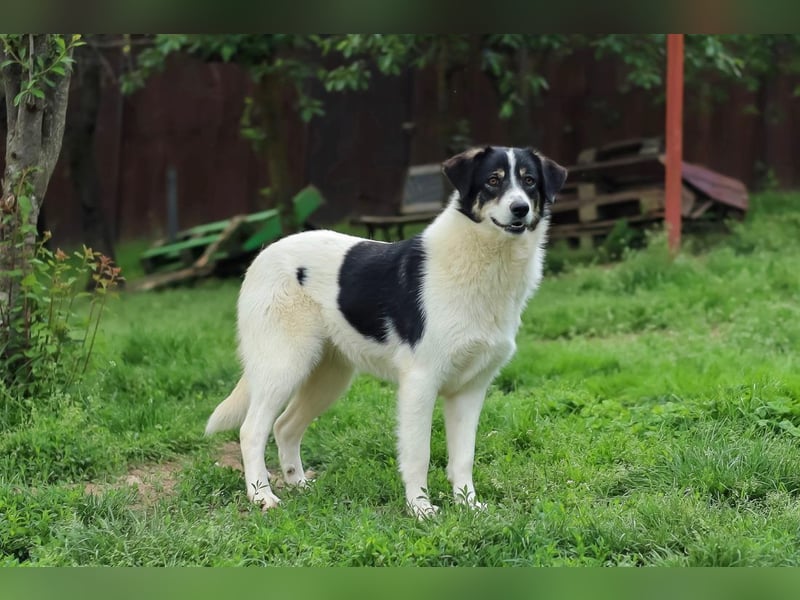 Juna - zurückhaltende,unsichere Herdenschutzhund-Mix Junghündin / z.Zt. noch in Rumänien