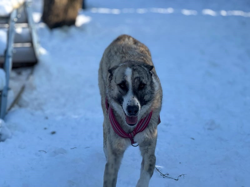Pepe - sensibler, freundlicher, aktiver Rüde sucht Zuhause mit Garten