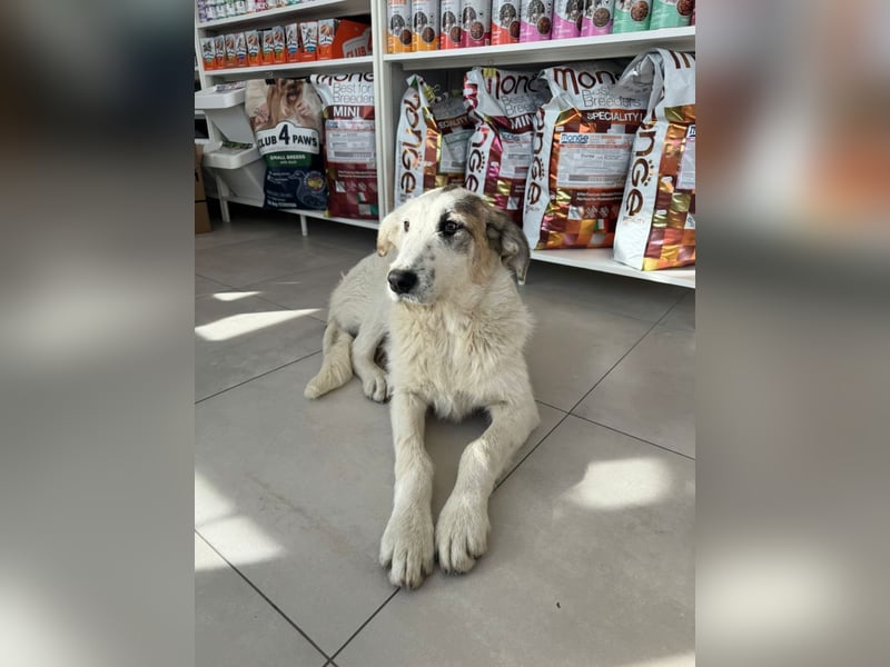 Anabell- freundliches, liebes Hunde-Mädchen