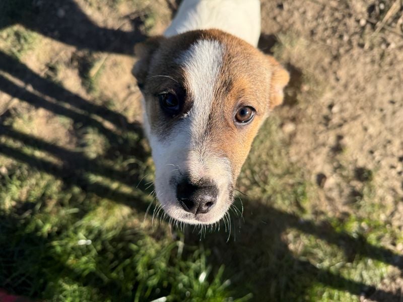 Daphne - liebe, anhängliche, 4 Monate alte Hündin sucht ein Zuhause