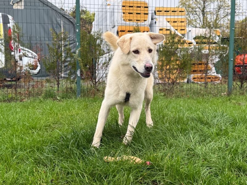 Rodolfo - lebhafter, freundlicher, sehr aktiver Rüde / z.Zt. noch in Rumänien