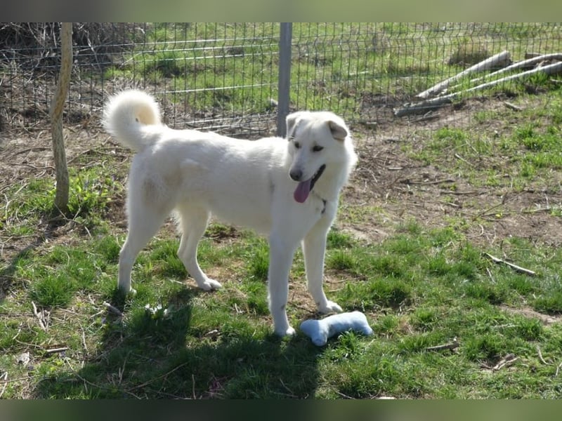 Rodolfo - lebhafter, freundlicher, sehr aktiver Rüde / z.Zt. noch in Rumänien